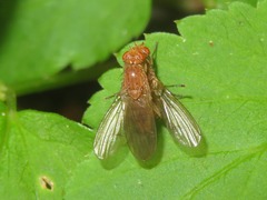 Suillia pallida