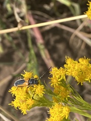 Crossidius pulchellus
