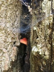 Pluteus aurantiorugosus