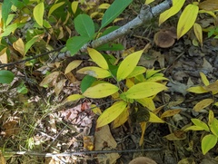 Uvularia sessilifolia