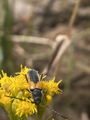 Crossidius pulchellus