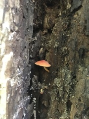 Pluteus aurantiorugosus