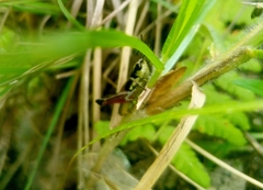 Boopedon rufipes