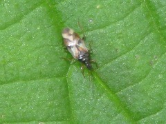 Anthocoris