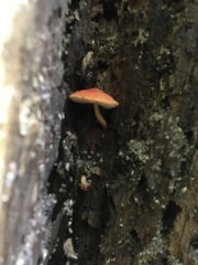 Pluteus aurantiorugosus