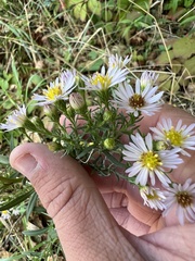 Symphyotrichum pilosum
