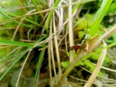 Boopedon rufipes