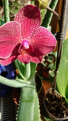 Phalaenopsis