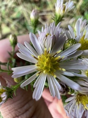 Symphyotrichum pilosum