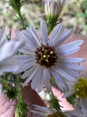 Symphyotrichum pilosum