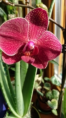 Phalaenopsis