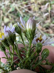 Symphyotrichum pilosum