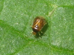 Monalocoris filicis