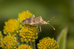 Cebrenistella