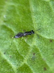 Calosotinae