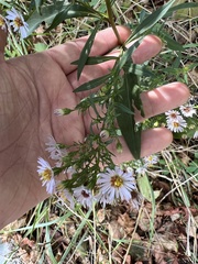 Symphyotrichum pilosum