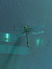 Anax papuensis