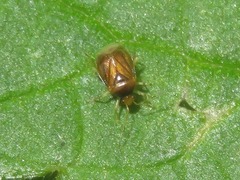 Monalocoris filicis