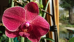 Phalaenopsis