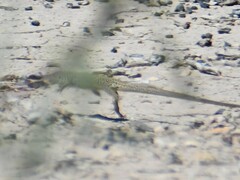 Aspidoscelis marmoratus