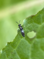 Calosotinae
