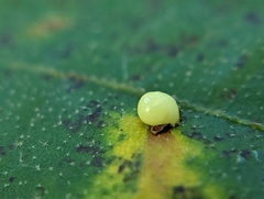 Zopheroteras hubbardi