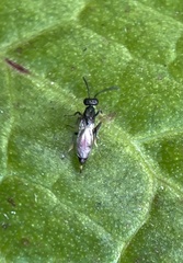 Calosotinae