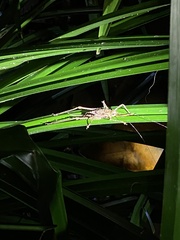 Phricta spinosa