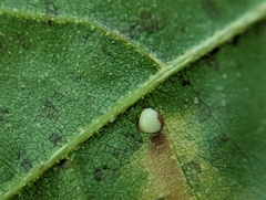 Zopheroteras hubbardi