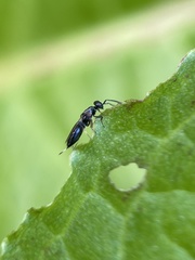 Calosotinae