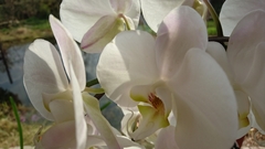 Phalaenopsis