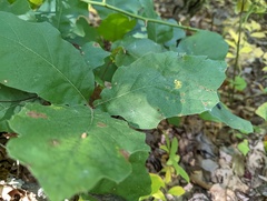 Zopheroteras hubbardi