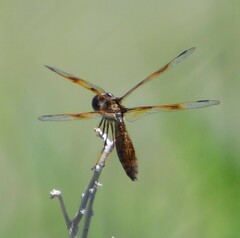 Perithemis