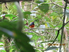 Myioborus miniatus