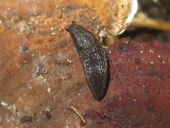 Arion hortensis