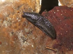 Arion hortensis