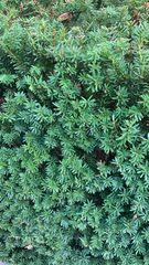 Taxus cuspidata