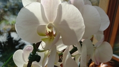 Phalaenopsis