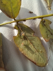 Platycorypha nigrivirga