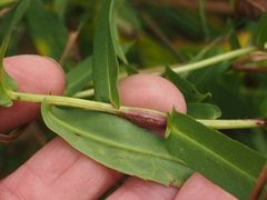 Neolasioptera punicei