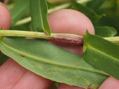 Neolasioptera punicei