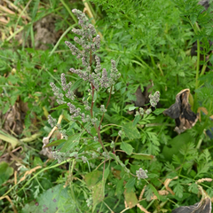 Chenopodium album