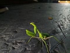 Stagmomantis