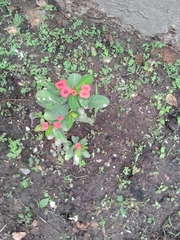Euphorbia milii