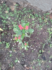 Euphorbia milii