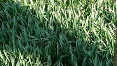 Tulipa sylvestris