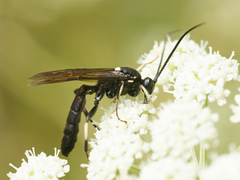Ichneumonidae