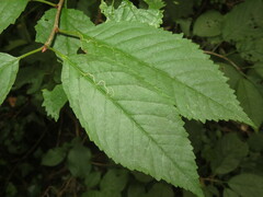 Lyonetia clerkella