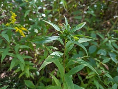 Rhopalomyia capitata