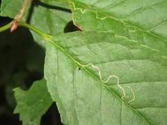 Lyonetia clerkella